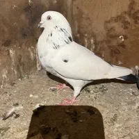 کفتر با جوجه|پرنده|مشکین‌دشت, |دیوار