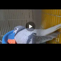 جفت ساده و چپ زات هفت رنگ درجه یک|پرنده|بیرجند, |دیوار