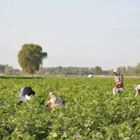 جویای کار گلخانه کشاورزی باغ|خدمات باغبانی و درختکاری|ابریشم, |دیوار