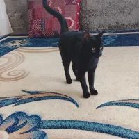 گربه رایگان در کلاله