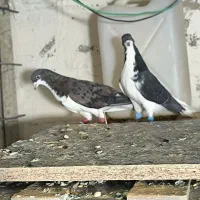 کفتر شهری|پرنده|شیراز, شهرک والفجر|دیوار