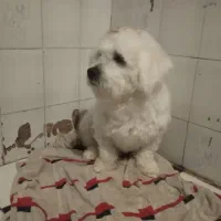 مژدگانی برای سگ گمشده