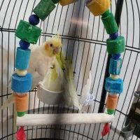 جوجه عروس هلندی و قفس