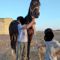 مادیان عرب( خط خونی خوب)|اسب و تجهیزات اسب‌سواری|یزد, |دیوار