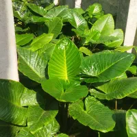 فروش گل بابا ادم درشت