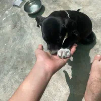 پیتبول بلک|سگ|کرمان, |دیوار