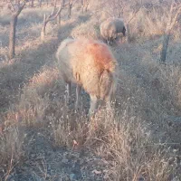 بره قوچی فروشی به ضمانت کله|حیوانات مزرعه|کوهسرخ, |دیوار