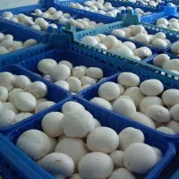 فروش عمده قارچ بسته‌بندی
