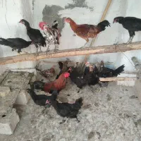 مرغ خروس محلی وغاز چاه قائدی وحید کشتکار