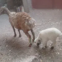 میش با بره ماده بفروش میرسد