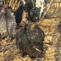 تخم نطفه دار کوشین و ابریشمی|حیوانات مزرعه|خمینیشهر, |دیوار