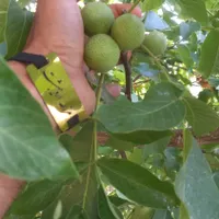 نهال سه ساله گردو اصلاح شده پر بار|خدمات باغبانی و درختکاری|تهران, شهر‌زیبا|دیوار