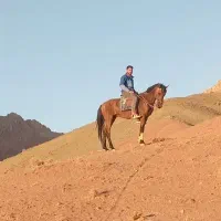 اسب نریون تاخت|اسب و تجهیزات اسب‌سواری|بالا ولایت, |دیوار