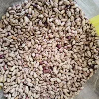 لوبیا چیتی وارداتی