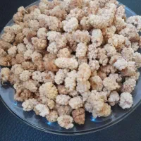 توت شیرین|خوردنی و آشامیدنی|اصفهان, باغ زیار|دیوار