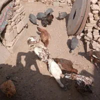 مرغ خروس لاری|حیوانات مزرعه|تربت جام, حافظ|دیوار