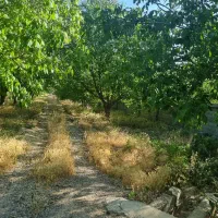 فروش باغ گردو ثمری پوست کاغذی با سهمیه آب (بوانات)