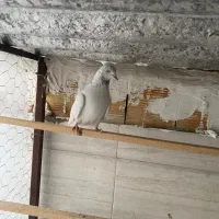 کبوتر گرفتنی|حیوانات|ارومیه, |دیوار