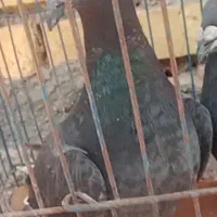 کبوتر
