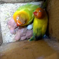 طوطی برزیلی از سر لاک تا بالغ