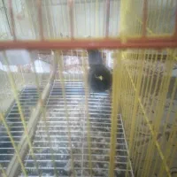 یک عدد مینا نر|پرنده|گنبد کاووس, |دیوار