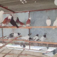 کبوتر پرشی