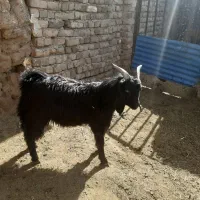 یک راس بزغاله چاق