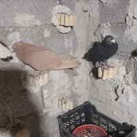 رنگی|پرنده|سوسنگرد, |دیوار