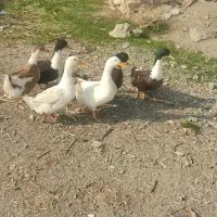 اردک‌ محلی