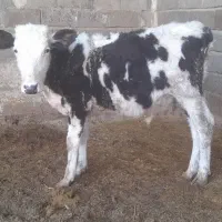 گاو یا گوسالیه نر سمینتال ۸ ماه|حیوانات مزرعه|شادگان, |دیوار