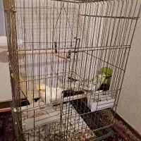 عروس هلندی پرنده با قفس