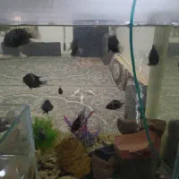 ماهی سیچلاید گور خری از بچه تا مولد واقعی