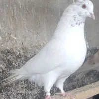 ۴تا کبوتر پرشی