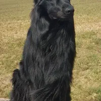 سگ ژرمن بلک