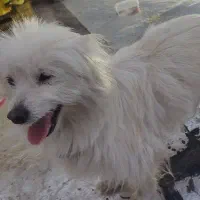 هاپو|سگ|بهارستان, |دیوار