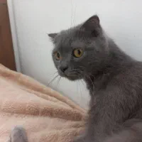 واگذاری گربهی ماده اسکاتیش بولو|گربه|پردیس, فاز ۳|دیوار