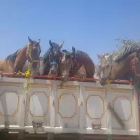 فروش و خرید اسب ومادیان باری