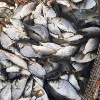 بچه ماهی کپور وآمور و قزل الا|ماهی|محمودآباد, |دیوار