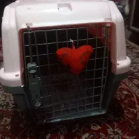 باکس  سگ بزرگ  و  جادار .محکم  و  زیبا