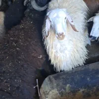 فروش بره نر وماده ۳۵الی ۶۰کیلو