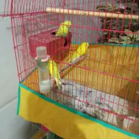 مرغ عشق|پرنده|ازنا, |دیوار