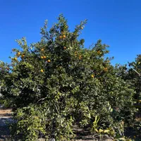 فروش زمین ۵۰۰ متری در /شمال|فروش زمین و ملک کلنگی|تهران, جنت‌آباد جنوبی|دیوار