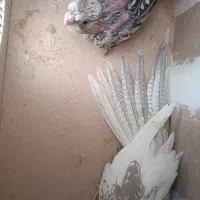 جفت عروس خوش ذات|پرنده|یزد, |دیوار