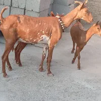 بز صلاله دوقلو جنس اصلی