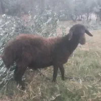 بره نر|حیوانات مزرعه|طارم (زنجان), |دیوار