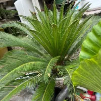 سیکاس