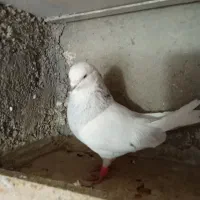 کبوتر فروشی