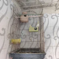 قفس پرنده