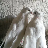 کبوتر بلند نوک جم اسپیکر کلاه...|پرنده|رشت, دباغیان|دیوار