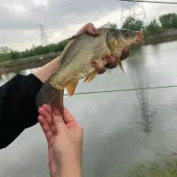 بچه ماهی کپور.امور و فیتوفاگ